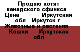 Продаю котят канадского сфинкса › Цена ­ 8 000 - Иркутская обл., Иркутск г. Животные и растения » Кошки   . Иркутская обл.